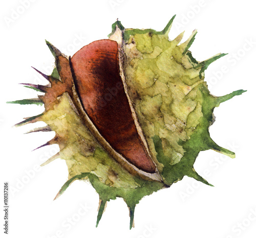 watercolor sketch of a chestnut on a white background
