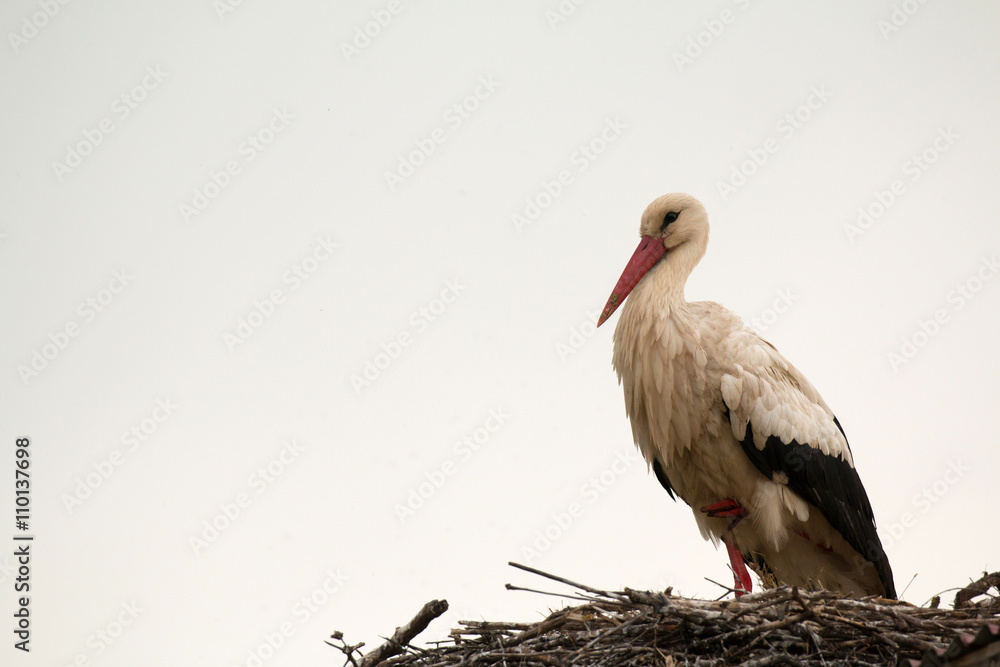 Fototapeta premium Elegant stork with its nest