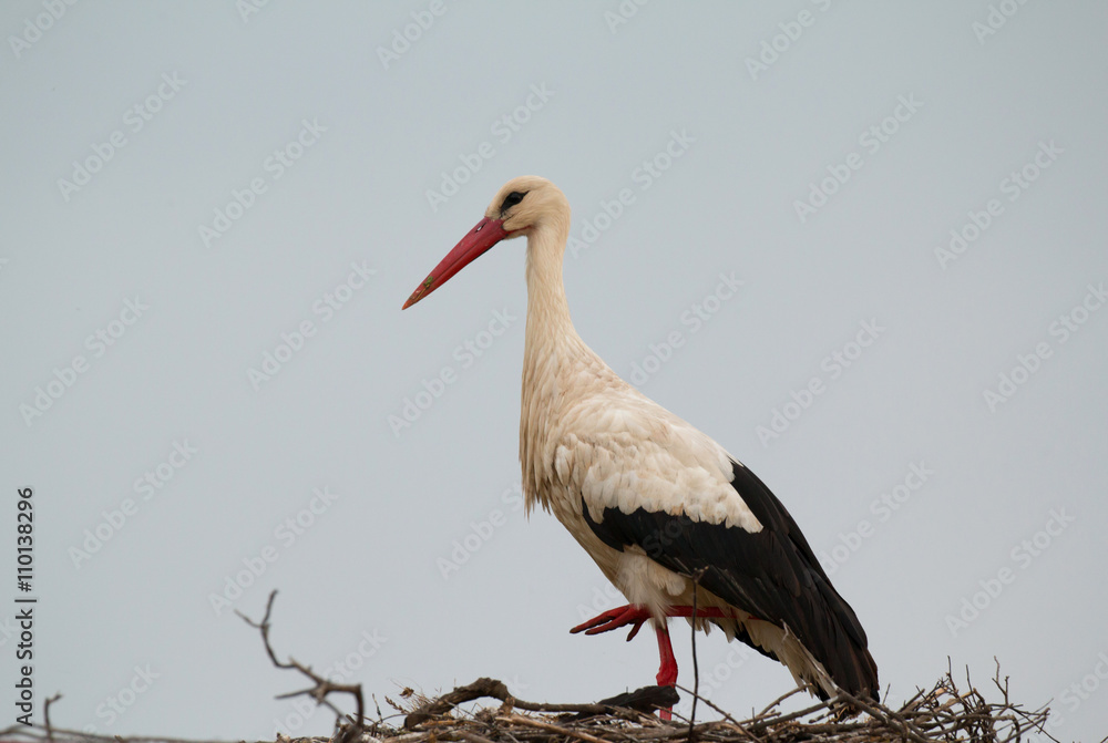 Fototapeta premium Elegant stork with its nest