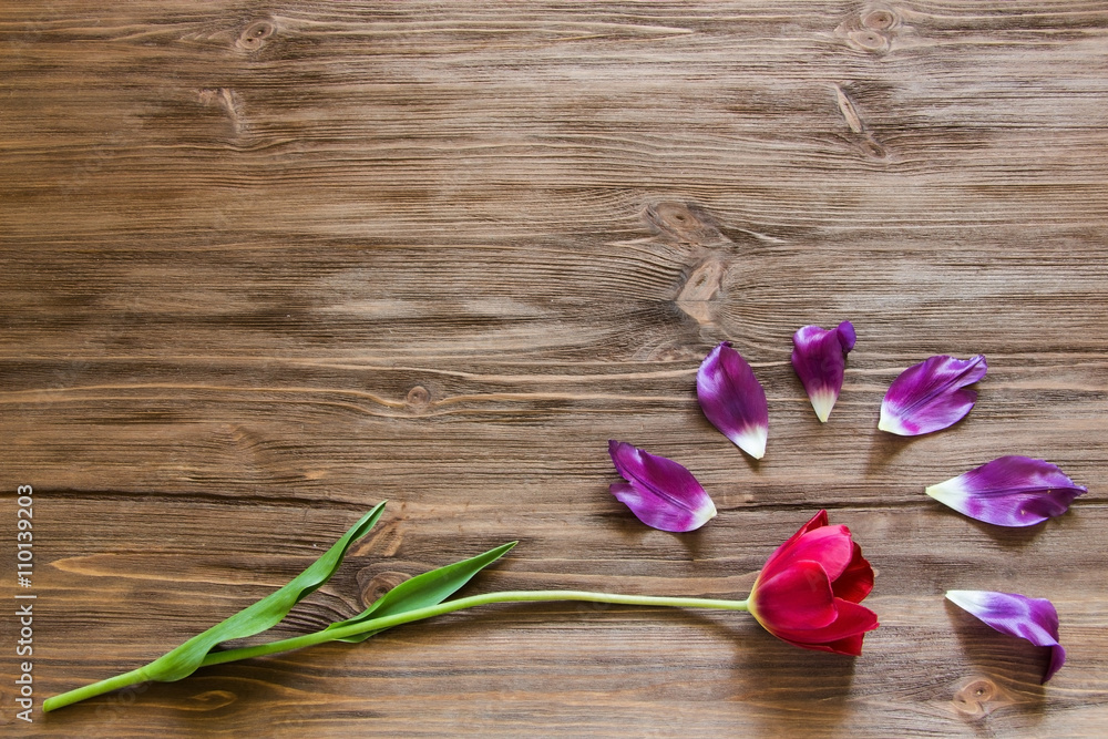 tulip on a wooden background concept