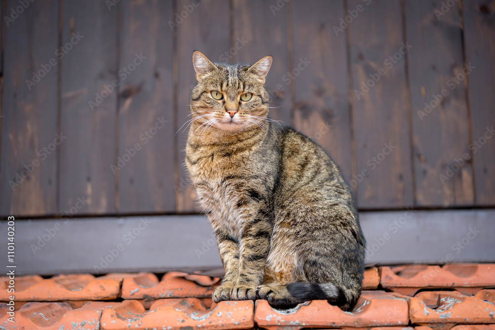 Fototapeta premium Domestic cat sitting on a roof. Looking directly to camera.