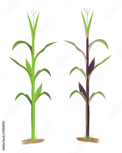 corn plant vector design