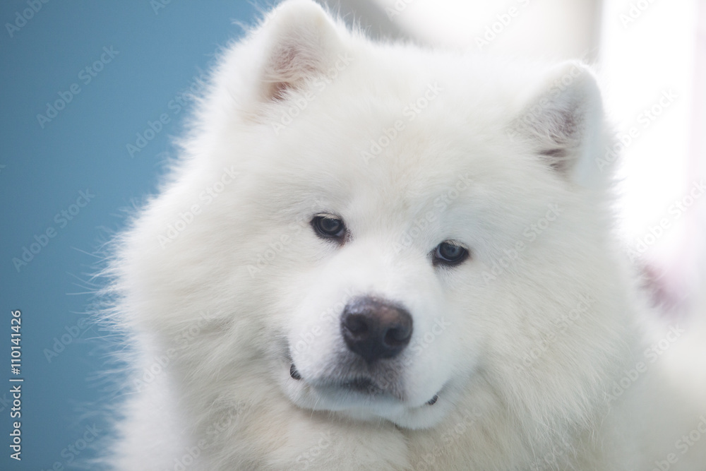Fotografie Smiling Sammy dog isolated over blue background