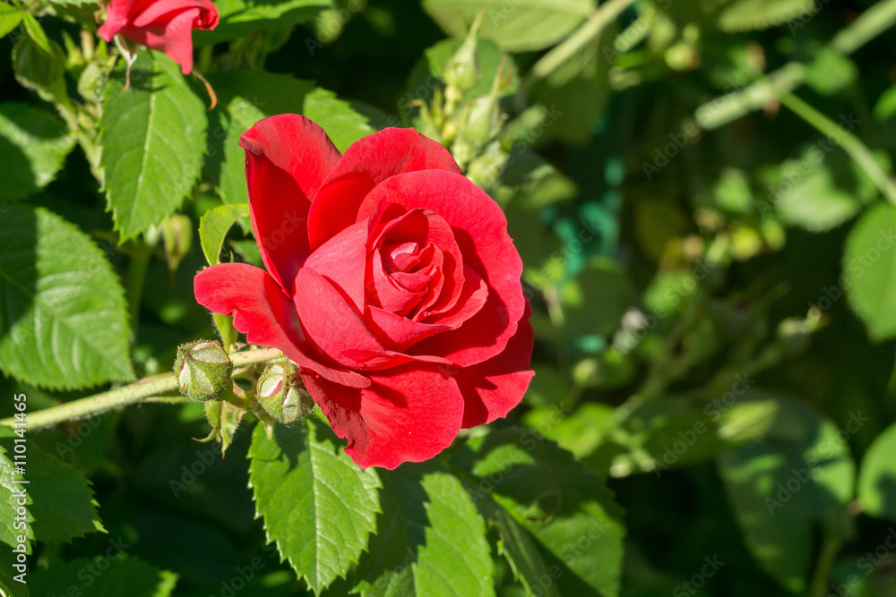 Red Climbing Rose Red Climbing Rose