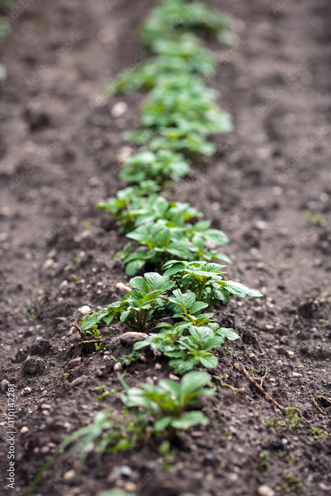 Row of potatoes Row of potatoes