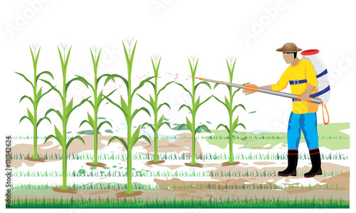 agriculturist sprays corn plant vector design