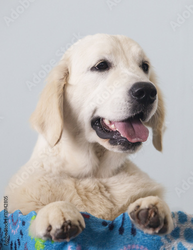 Golden Retriever dog portrait © WH_Pics