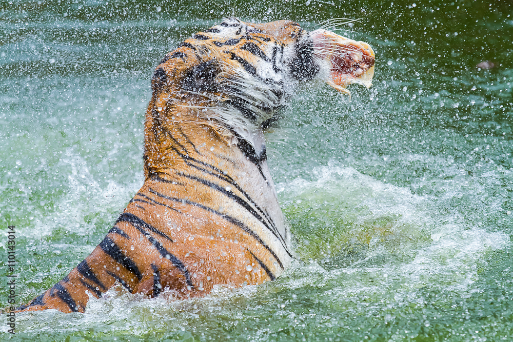 Naklejka premium tiger eating