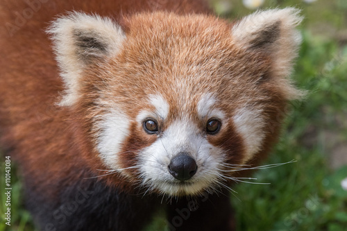 Fotografie red panda close up portrait