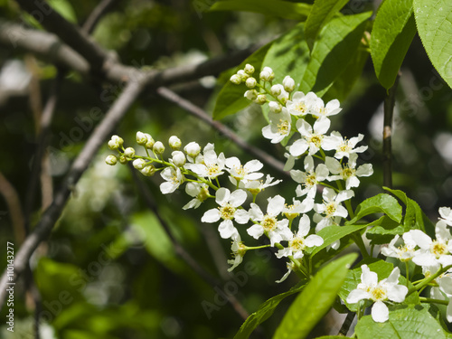 Blossom of bird-cherry tree close-up with bokeh background, selective focus, shallow DOF © argenlant