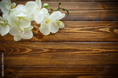 Fototapeta Naklejka Na Ścianę i Meble -  Beautiful purple phalaenopsis flowers