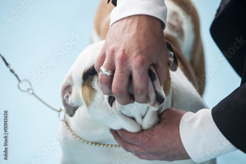 British Bulldog under the care of its owner before dogs exhibiti