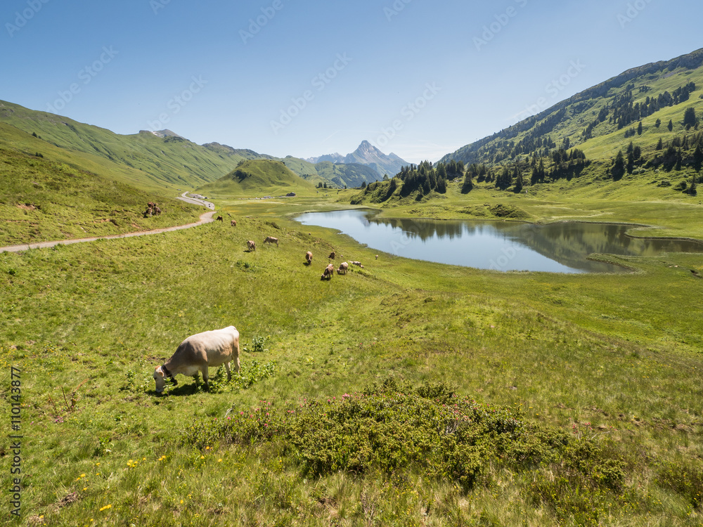 A view of cows standing near by the Kalbelesee lake surrounded by the Alpine mountains near village Schroecken in Bregenzerwald, region Vorarlberg, Austria