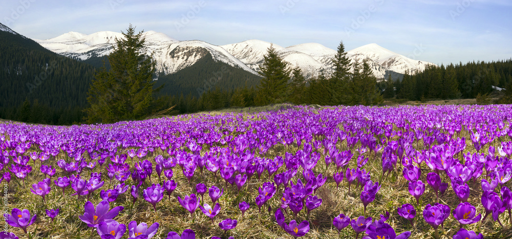 Crocuses spring Chornogory Crocuses spring Chornogory