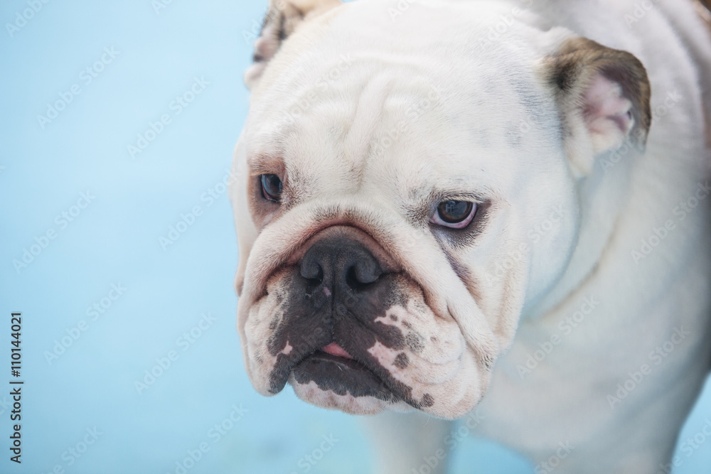 British Bulldog closeup portrait