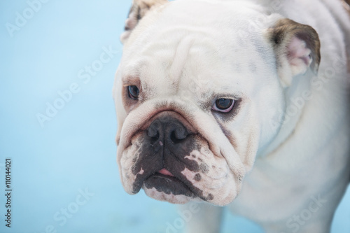 British Bulldog closeup portrait