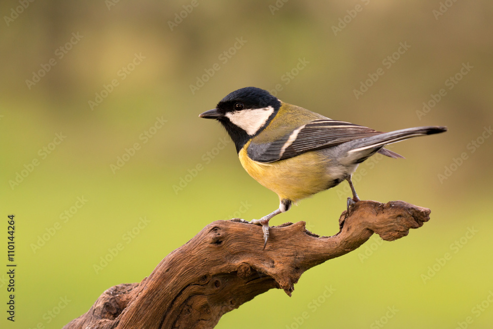 Obraz premium Beautiful bird perched on a log