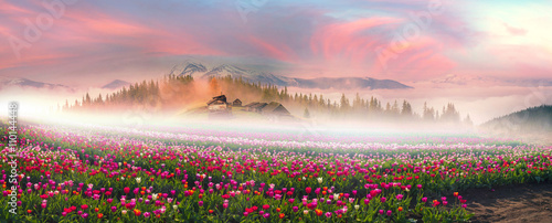 Tulips in the Carpathian region photo