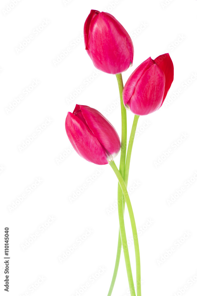 Tulip Flowers Isolated on White Background Tulip Flowers Isolated on White Background