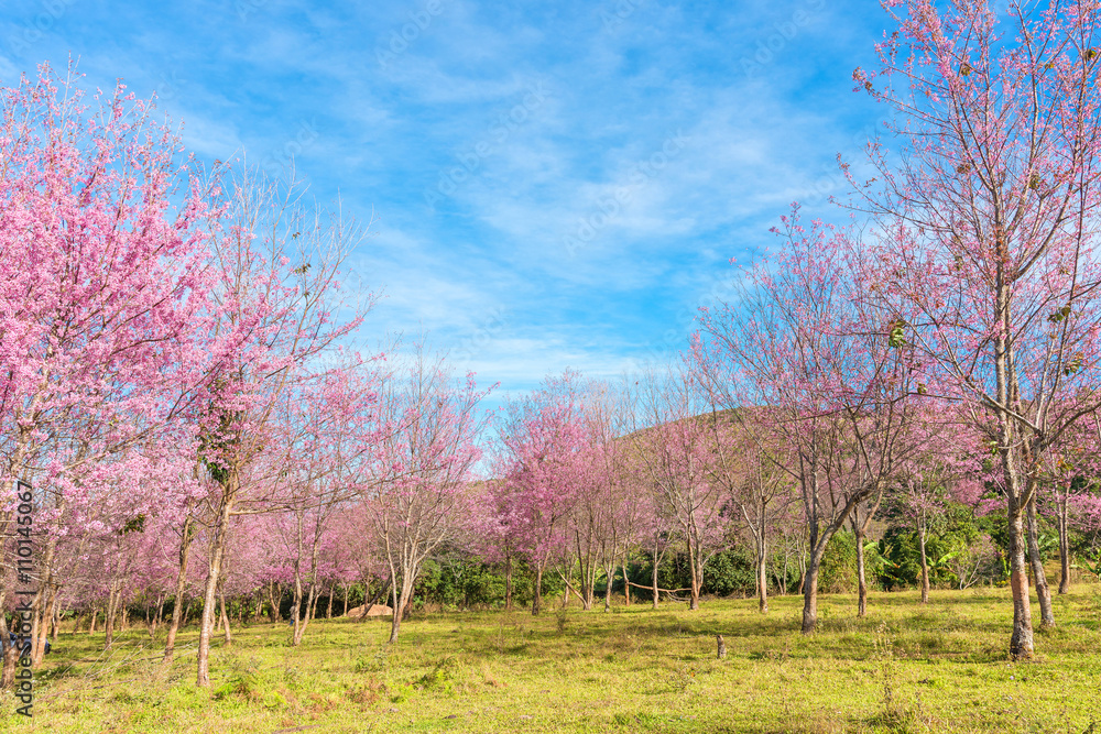 Blossom tree with sky blue background/ Spring flowers/Spring Bac