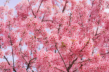 Beautiful pink Sakura flower blooming
