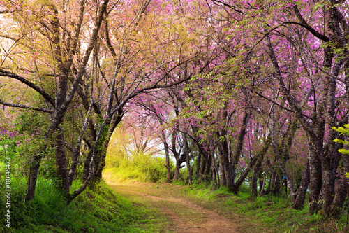 cherry blossom pink sakura in Thailand and a footpath leading in