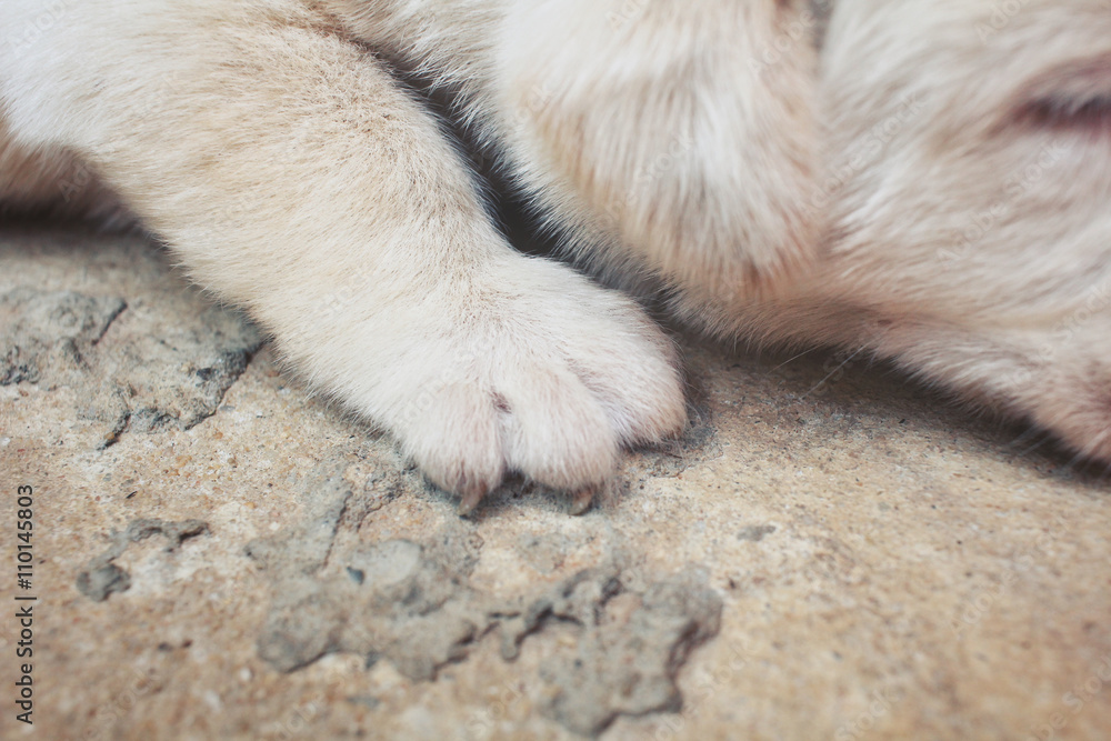 Feet of labrador puppy dog
