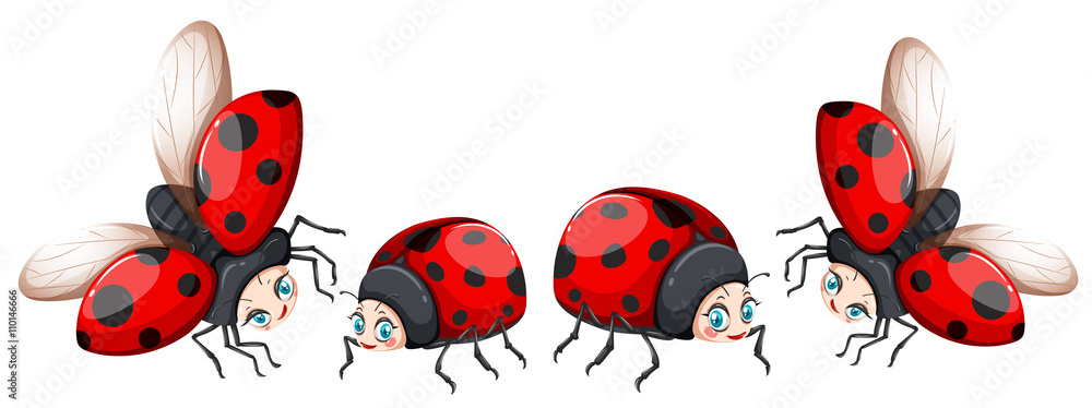 Ladybugs in four poses