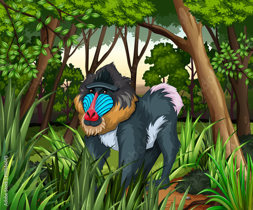 Baboon living in the dark forest