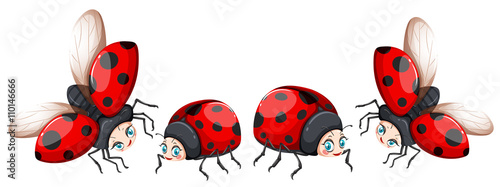 Ladybugs in four poses