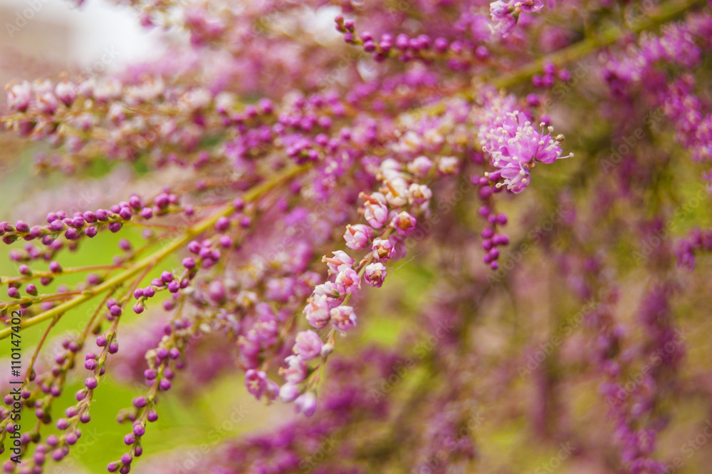 Obraz premium Wallpaper Macro small fuchsia flowers
