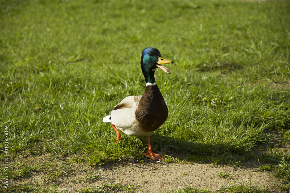 Duck Duck