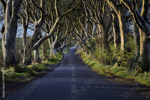 The Dark Hedges near Ballymoney, Co. Antrim, Northern Ireland, nature photo