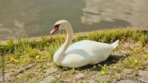 White swan standing on grass shore besides river. photo