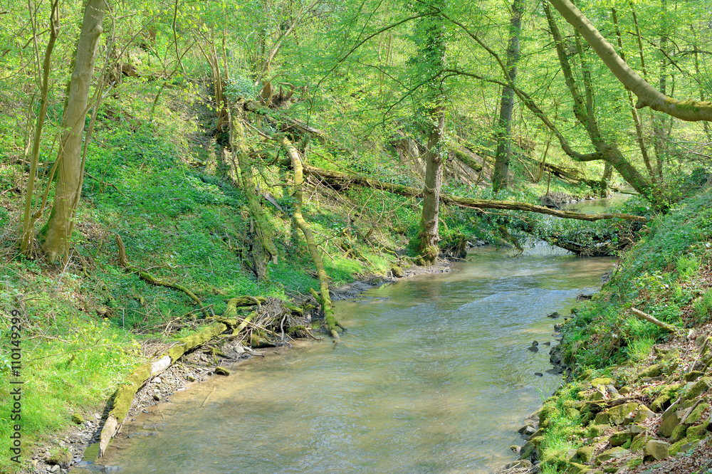 Obraz premium der Fluss Düssel im berühmten Neandertal zwischen Haan und Mettmann,NRW,Deutschland