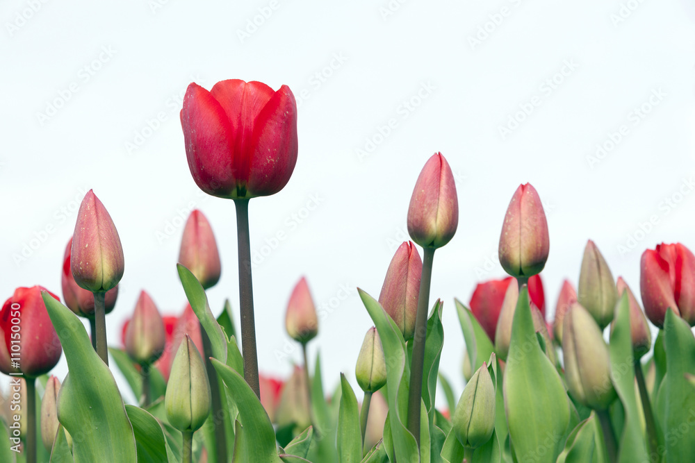 closeup of red tulips in dutch flower field closeup of red tulips in dutch flower field