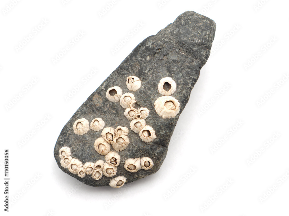seashells in the rocks on a white background seashells in the rocks on a white background