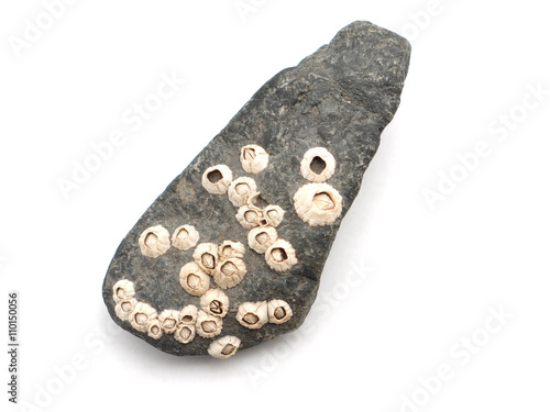 seashells in the rocks on a white background