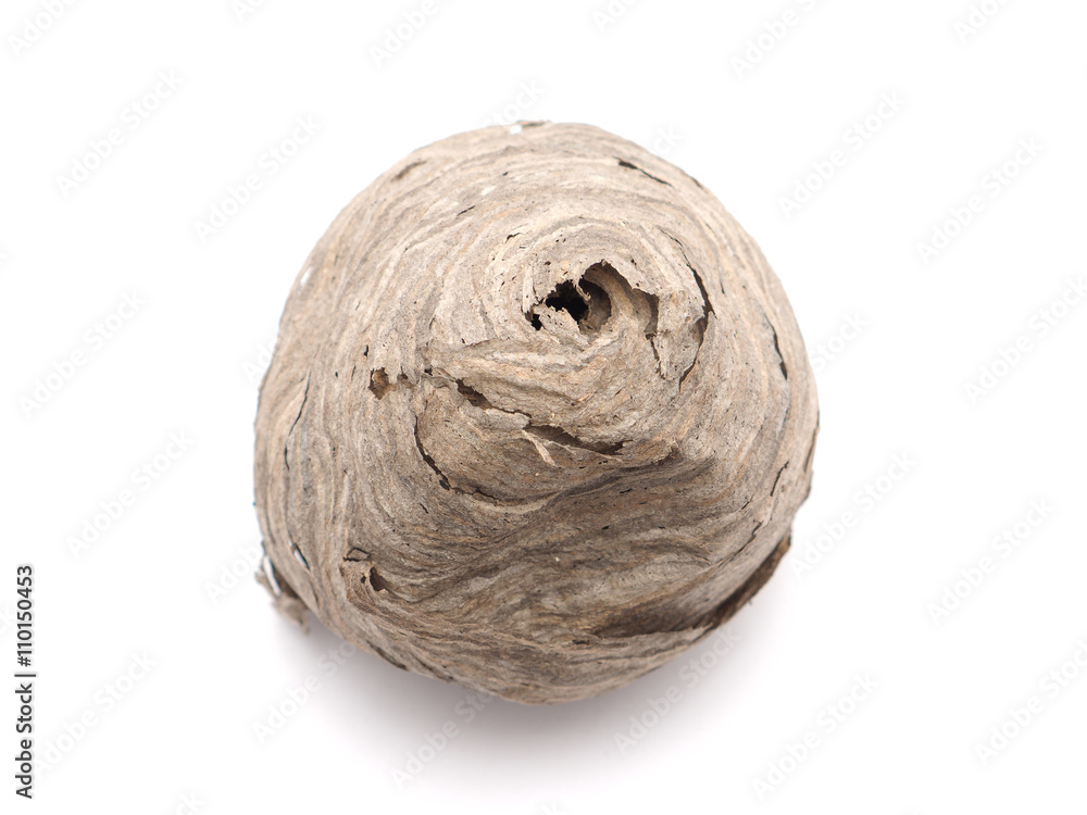 hornet's nest on a white background hornet's nest on a white background