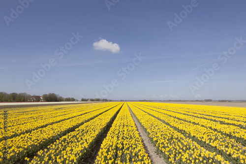 field of yellow tulips with blue sky and cloud in holland