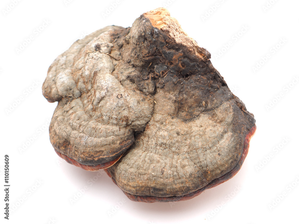 Polypore mushroom on a white background Polypore mushroom on a white background
