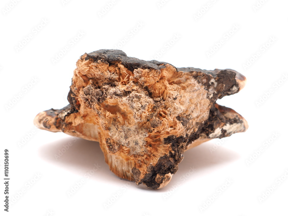 Polypore mushroom on a white background Polypore mushroom on a white background