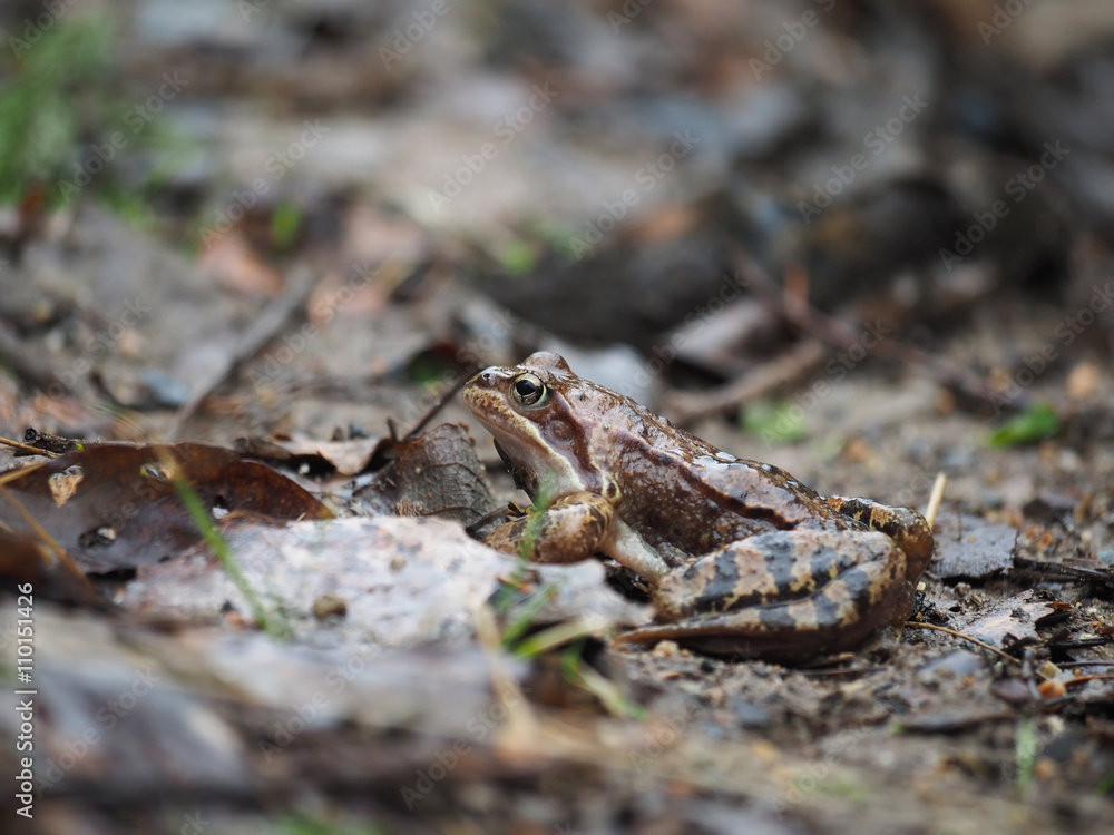 Fototapeta premium frog in pond