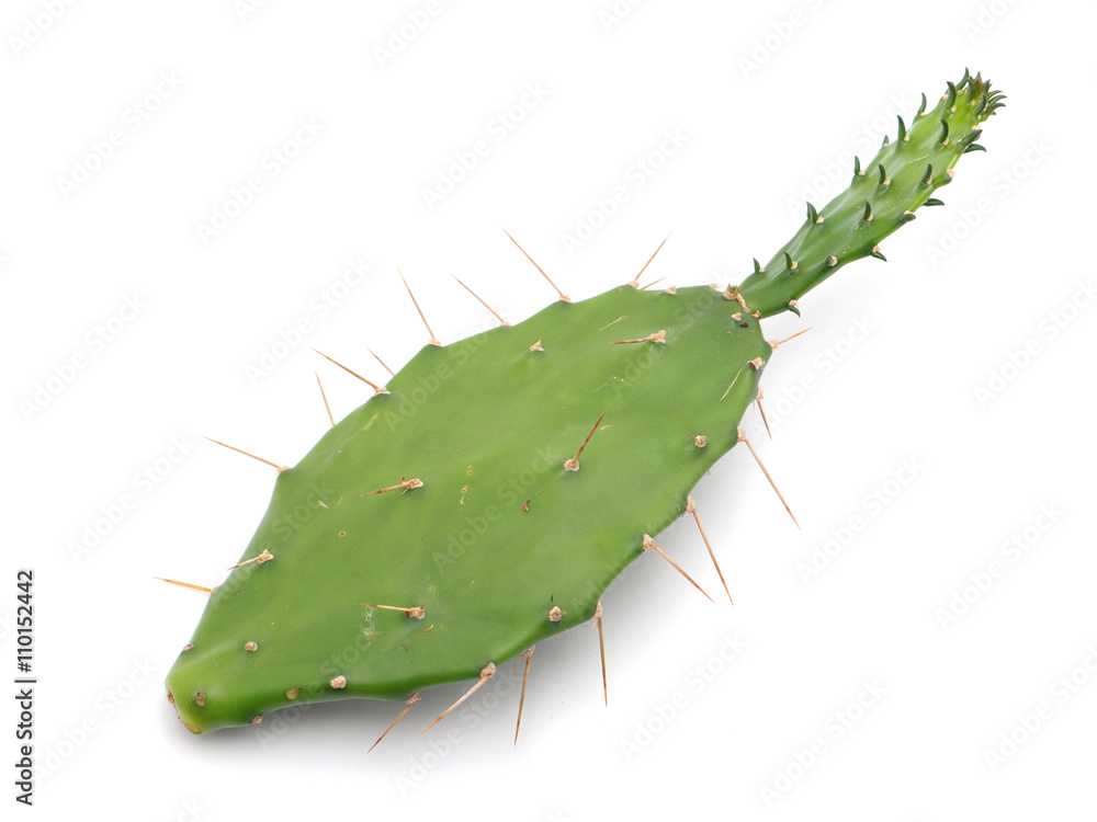 Naklejka premium prickly leaves on a white background