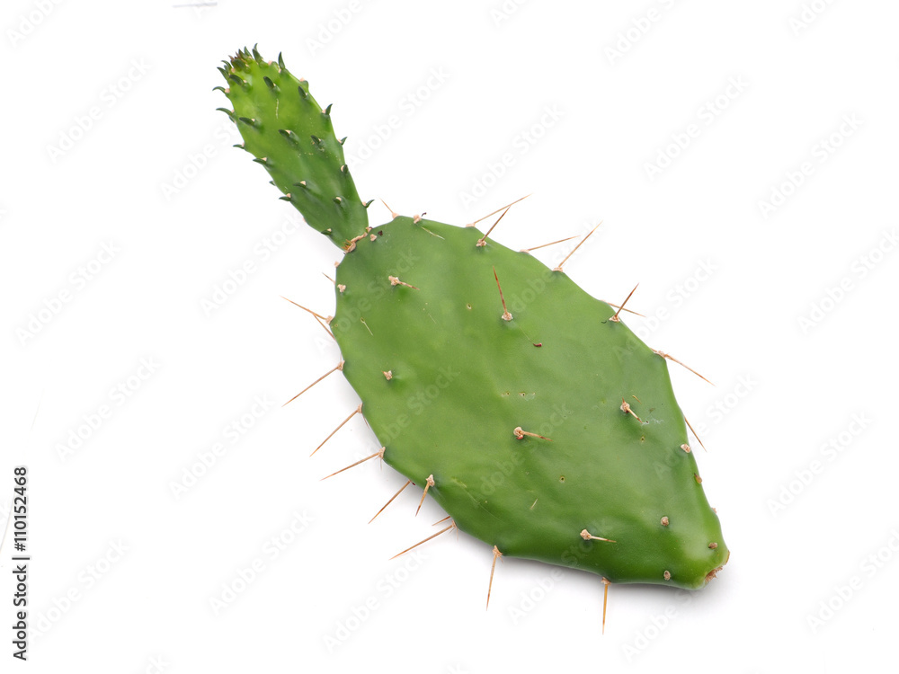 Fototapeta premium prickly leaves on a white background