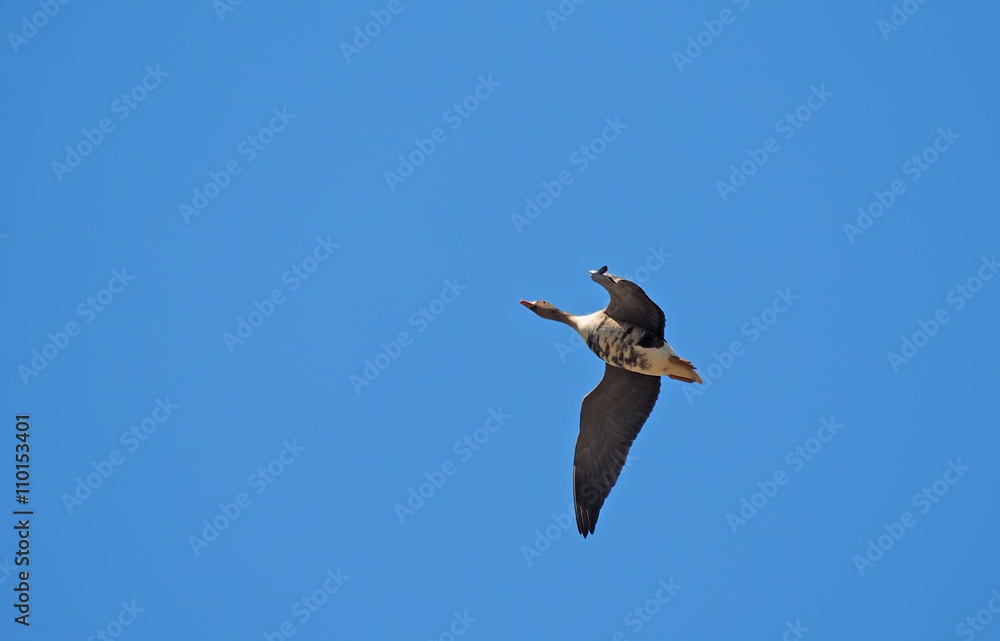 Obraz premium Geese in flight