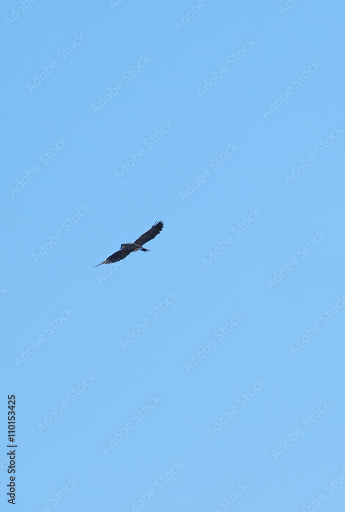 Lapwing in flight Lapwing in flight
