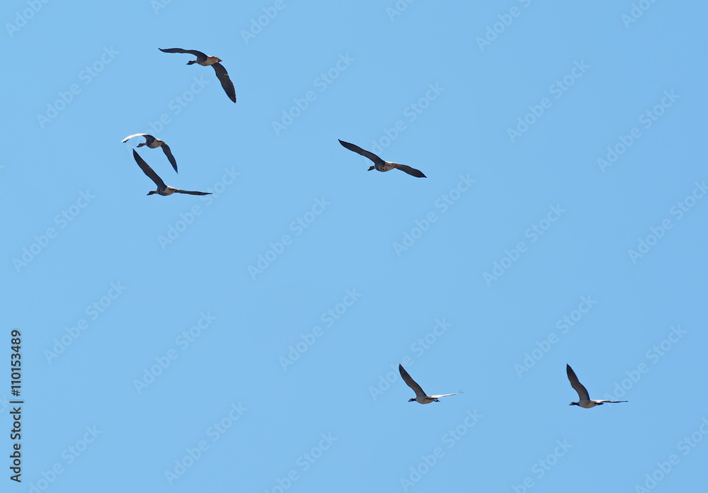 Geese in flight