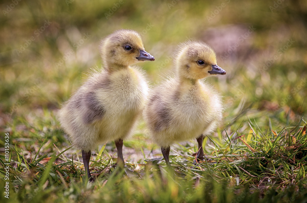 Two goslings Canada Geese, one day old stood on a natural riverbank looking at the camera. Two goslings Canada Geese, one day old stood on a natural riverbank looking at the camera.
