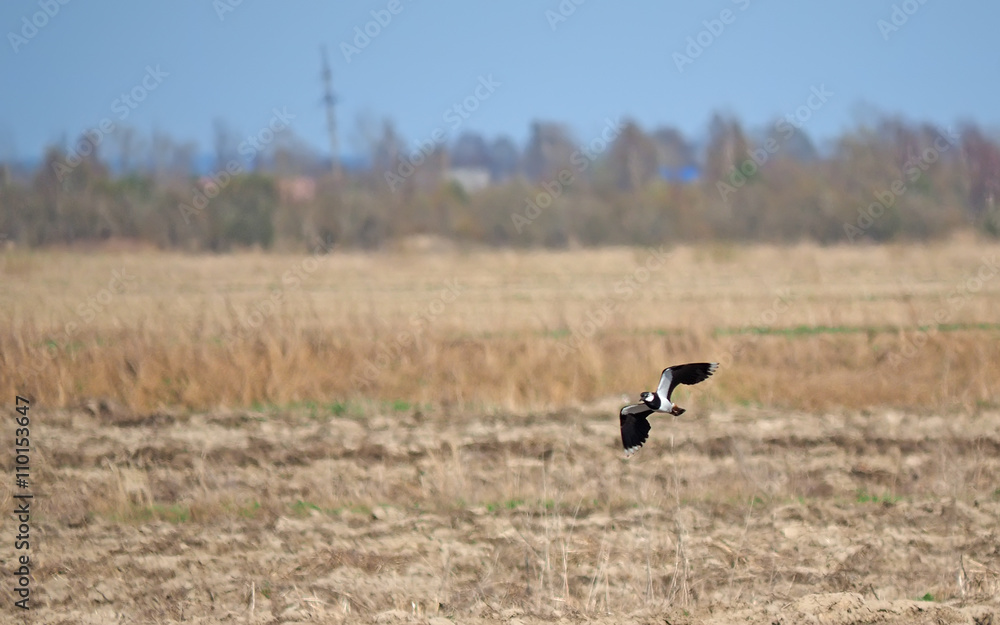 Lapwing in flight